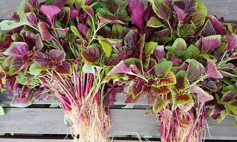 4 loại rau rẻ như cho "bổ hơn thịt" bán đầy chợ nhưng ít người biết