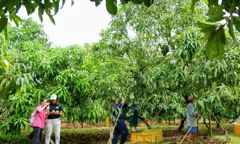 Đồng Tháp: Cải tiến sản xuất, nâng cao chuỗi giá trị ngành hàng xoài