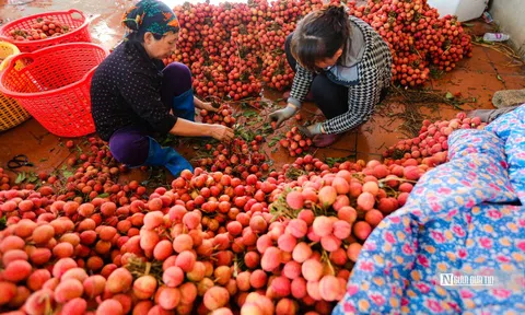 Nguồn cung dồi dào, xuất khẩu nông sản khởi sắc trong tháng 5
