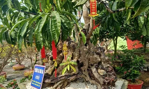 Cây trứng gà "cụ" có gì đặc biệt mà khách trả 3 tỷ đồng chủ vẫn lắc đầu và ra mức giá mới "trên trời"?