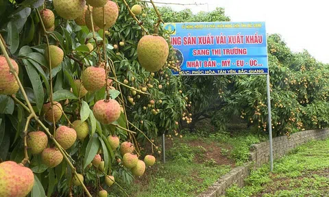 Được mùa vải: Phát triển thị trường bền vững và bài toán lợi nhuận