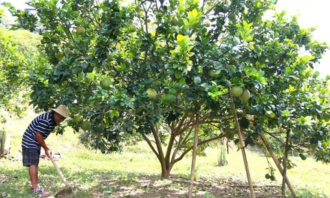 Tin vui bưởi Phước Bình được cấp mã số xuất khẩu sang Mỹ