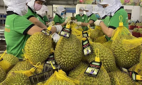Xuất khẩu rau quả đạt mức kỷ lục: Tự tin hướng tới mục tiêu cán mốc 4 tỷ USD