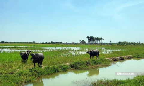 Hải Phòng: Dự án của WinEco chậm triển khai, hơn 83ha “bờ xôi ruộng mật” nuôi cỏ dại