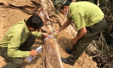 Cơ quan chức năng báo cáo gì vụ phá rừng tự nhiên phục vụ cao tốc?