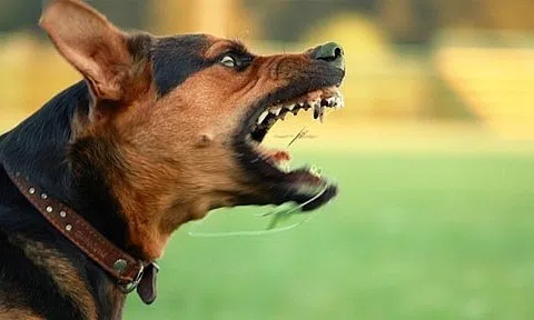 Bé trai 18 tháng tuổi bị chó cắn vỡ xương sọ