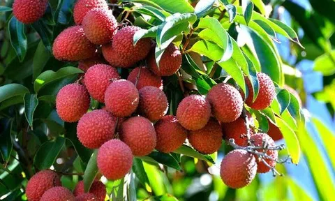 Chủ động tìm đầu ra cho mùa vải bội thu ở Bắc Giang