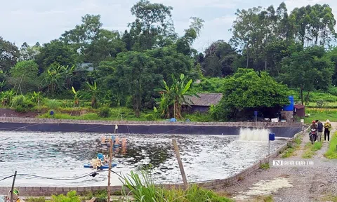 Quảng Ninh: Doanh nghiệp "ôm" hơn 40 ha đất rồi bỏ hoang