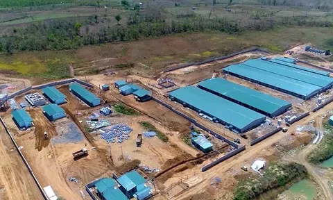 Gia Lai: Xử phạt gần 1 tỷ đồng đối với 3 trang trại nuôi heo