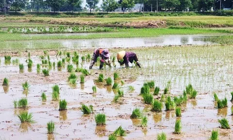 Giá phân bón giảm, nông dân hứng khởi vào vụ mới