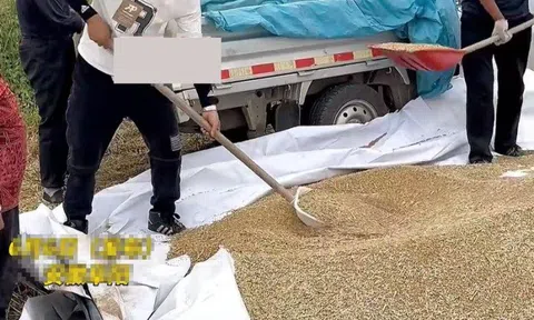 Thương bố mẹ chồng cũ tuổi cao sức yếu con dâu đưa chồng mới đến gặt lúa giúp nhà chồng cũ