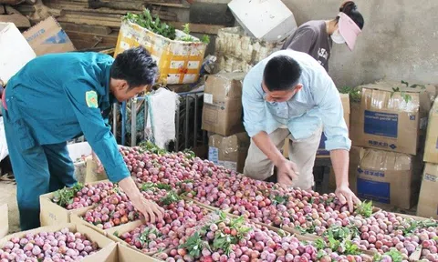 Đưa mận Sơn La vào suất ăn hàng không Việt Nam