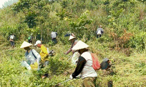 Tp.Đà Nẵng: Xem xét mở rộng lối đi vào rừng cho người sản xuất