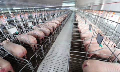 BAF lên tiếng vụ trại nuôi heo bị phạt do xả thải ô nhiễm môi trường