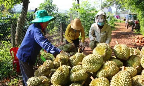Chỉ trong 1 tháng, Trung Quốc chi tiền gấp 5 để mua rau quả Việt Nam