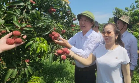 Lô vải không hạt đầu tiên xuất khẩu sang Nhật Bản và Anh: Thêm những cơ hội mới