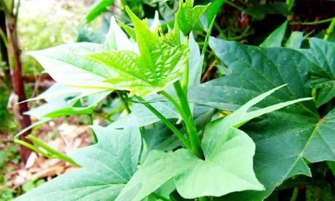 Lại rau mọc hoang đầy ở nước ta nhưng được người nước ngoài ca ngợi "trường thọ"