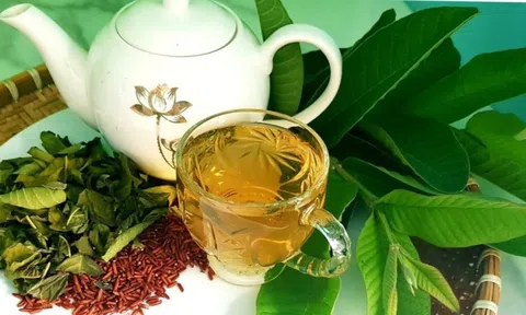 Tác dụng cực tốt của lá ổi đối với sức khỏe