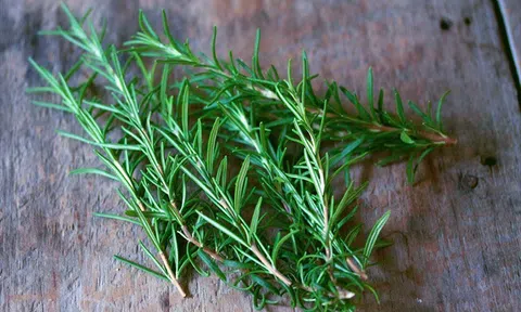 Công dụng tuyệt vời của cây hương thảo