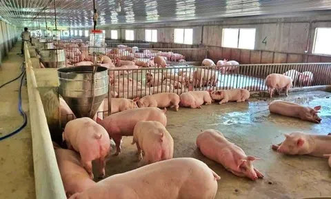 Giá heo hơi tăng mạnh, các doanh nghiệp chăn nuôi dần có lãi