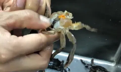 Món ngon cuối tuần: Đổi vị với rạm chiên lá lốt giòn rụm, đậm đà