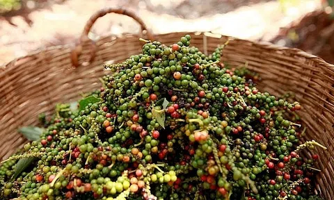 Xuất khẩu hạt tiêu: Kỳ vọng và thách thức