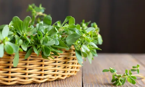 Loại rau mọc như cỏ ở Việt Nam, bên nước ngoài gọi "rau trường thọ" vừa đắt lại vừa hiếm