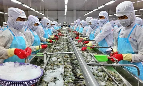 Kỳ vọng vốn tín dụng giúp xuất khẩu thuỷ sản phục hồi tăng trưởng