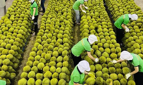 Xuất khẩu rau quả tăng, hướng tới mục tiêu 5 tỷ USD