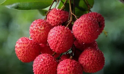 Bé gái 5 tuổi đột nhiên hôn mê, nguy kịch sau khi ăn vải theo cách này