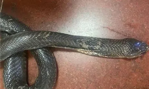 Kinh hoàng rắn hổ mang ẩn nấp trong gầm tủ, "rình rập" cắn vào chân người