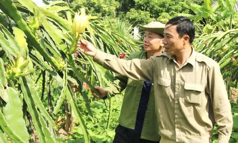 Nỗ lực đưa trái thanh long Sơn La vươn xa