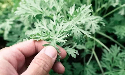 Đánh bay những nốt mụn đáng ghét bằng các loại lá có sẵn ngoài tự nhiên