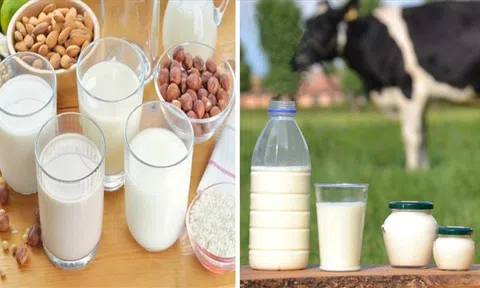 Có nên thay thế hoàn toàn sữa bò bằng sữa hạt không? Vì sao?