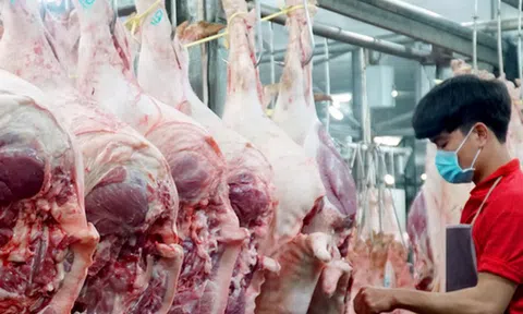 Giá lợn hơi cao nhất năm: Lý do người nuôi không vội tái đàn