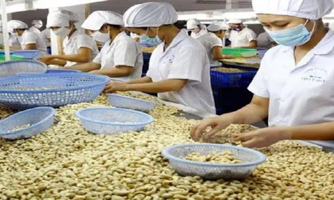 Nguy cơ tái diễn tình trạng lừa đảo xuất khẩu điều