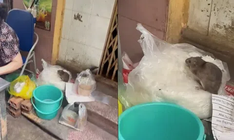Sự thật về đoạn video chú chuột to đùng ngồi chễm chệ trên túi bún ở Hà Nội