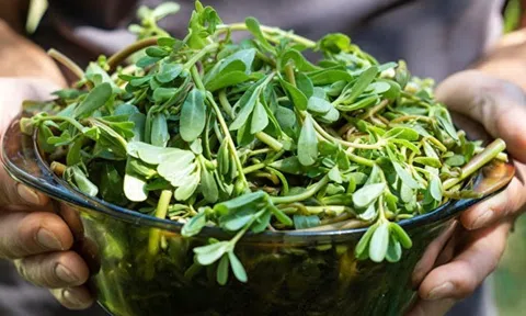 Loại rau dân giã của mùa hè nhưng quý như "thuốc bổ"