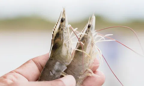 Phát hiện thức ăn tôm của Công ty TNHH Toàn Phát bán không đảm bảo chất lượng