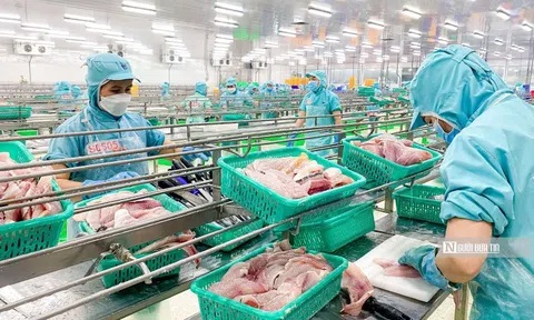 Gam màu xám trong bức tranh kinh doanh của Thủy sản Bến Tre