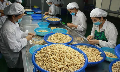 Bộ Công Thương vào cuộc vụ nghi lừa đảo xuất khẩu điều sang Dubai