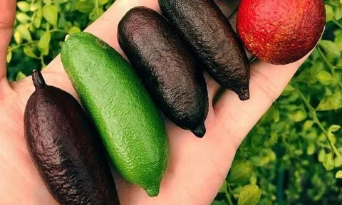 Loại quả lạ đắt như vàng, giới nhà giàu Trung Quốc đua nhau tìm mua