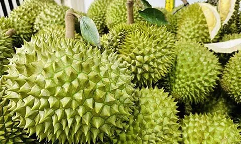 Trái sầu riêng Việt đứng trước nhiều cơ hội và thách thức