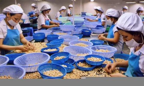 Hé lộ thủ đoạn tinh vi trong vụ nghi lừa đảo xuất khẩu điều sang Dubai