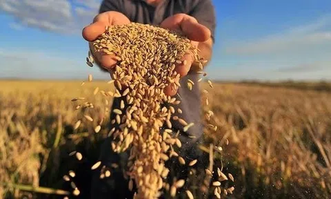 Thị trường lương thực toàn cầu và phản ứng trước việc thêm 2 quốc gia cấm xuất khẩu gạo