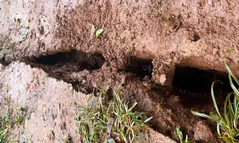 Đắk Nông: Xuất hiện thêm một số vị trí đất nứt gãy, có nguy cơ sạt lở