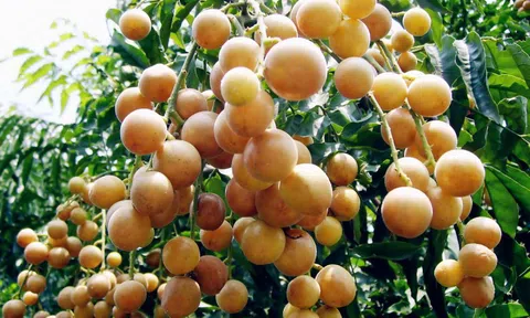 Loại vỏ nhiều người vứt rác lại là “báu vật” hỗ trợ chữa nhiều loại ung thư