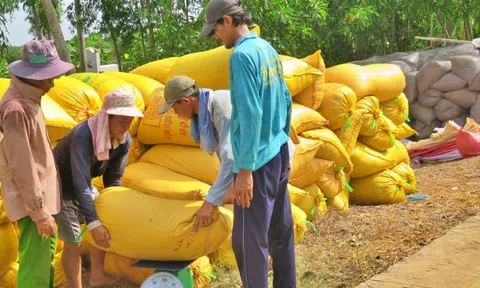 Giá gạo tăng: Linh hoạt đảm bảo xuất khẩu và tiêu dùng trong nước