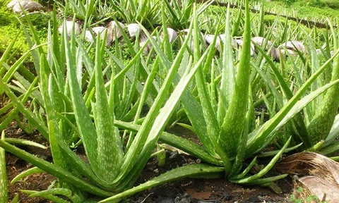 Những lợi ích tuyệt vời của cây nha đam có thể bạn chưa biết