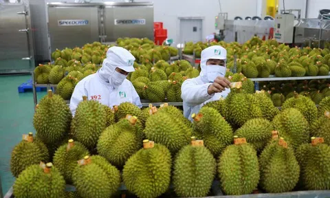 Sầu riêng “sốt giá”, doanh nghiệp gặp khó với bài toán thu mua